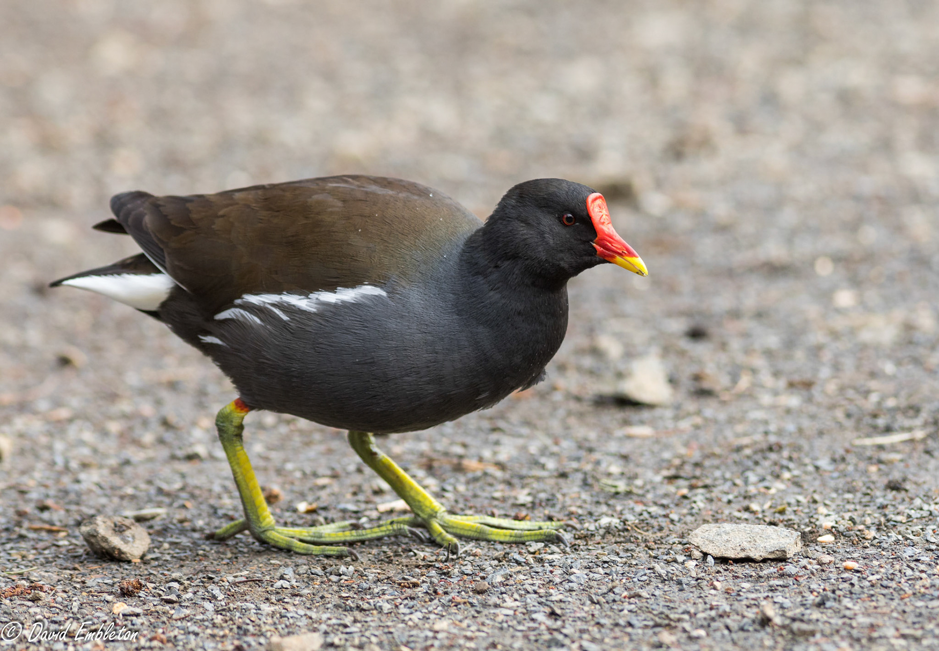 Moorhen