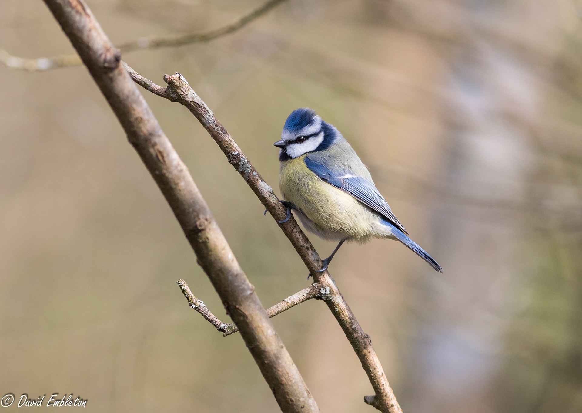 Blue tit