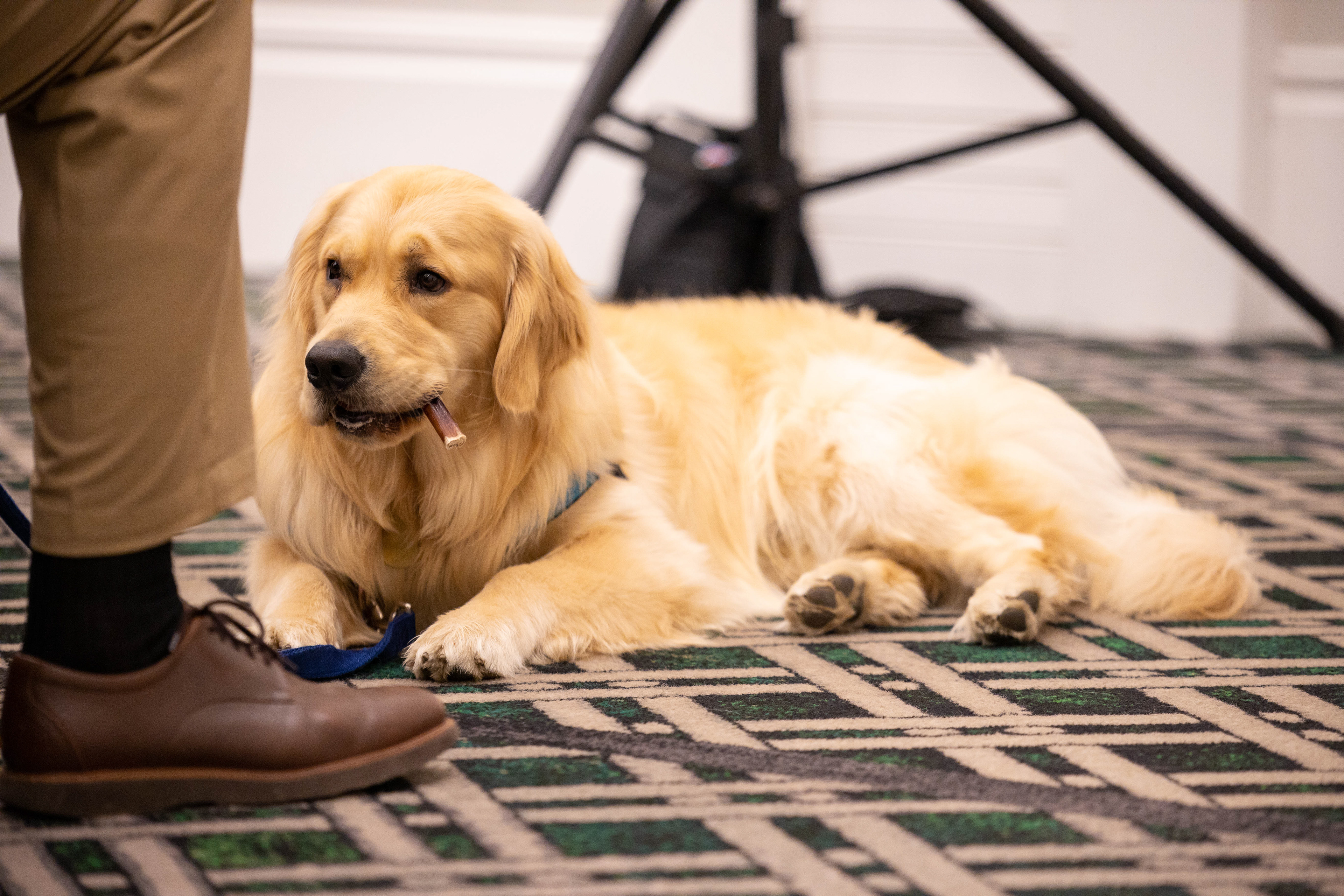 The Warren family dog, Bailey
