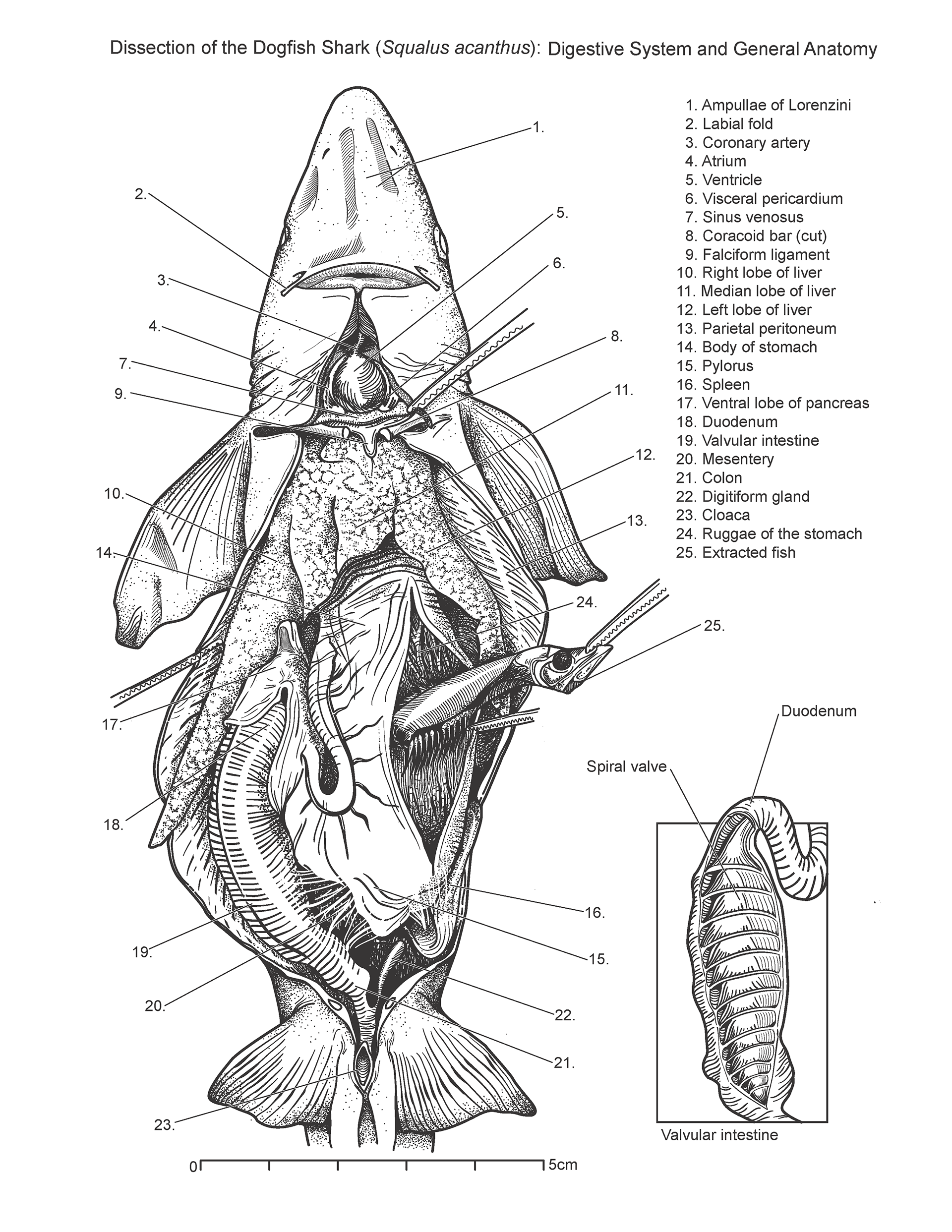 Внутреннее строение акулы. Общее расположение внутренних органов колючей акулы. Строение пищеварительной системы акулы. Топография внутренних органов акулы. Топография внутренних органов катрана.