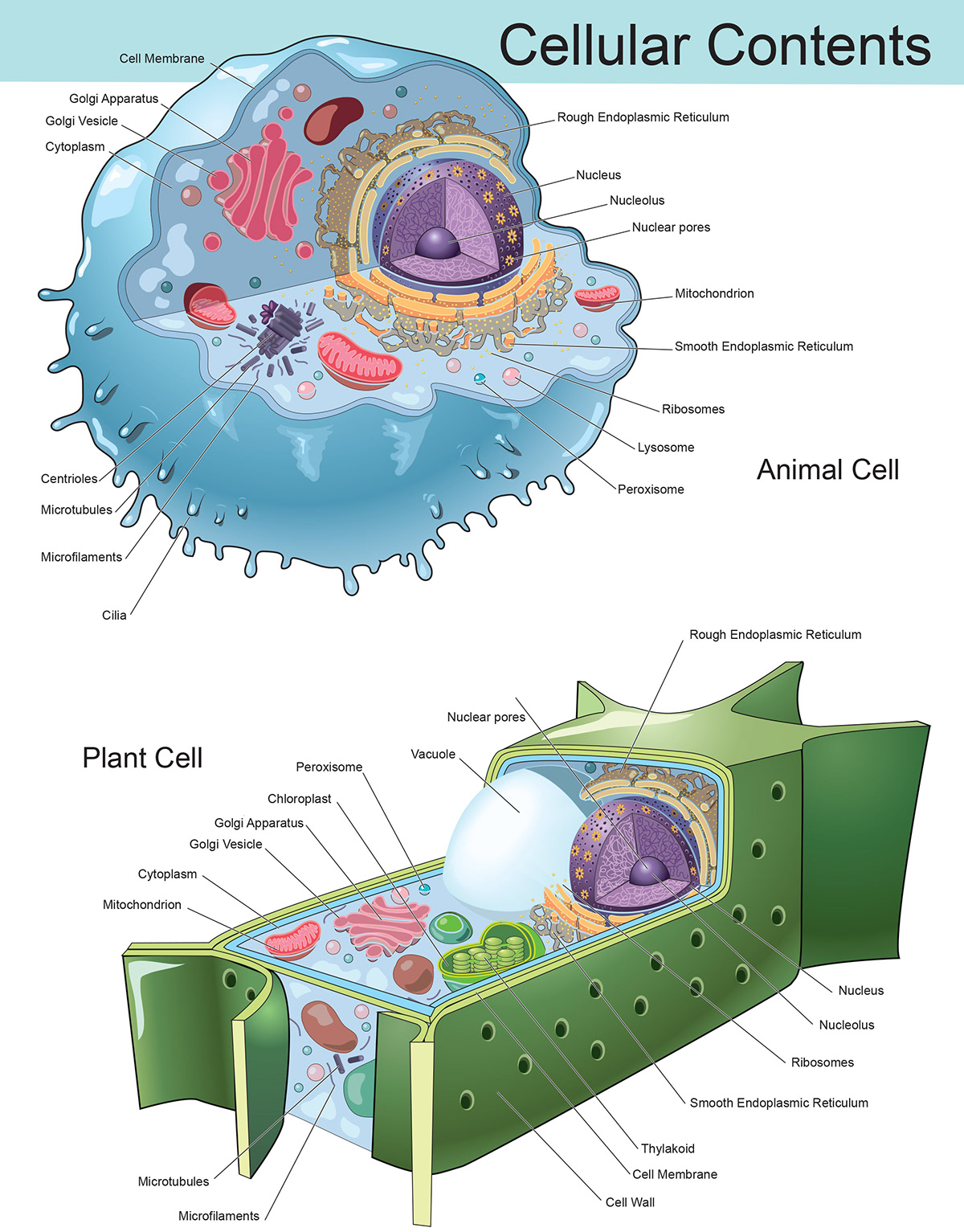 Art of Maxwell Yeager - Medical Illustration