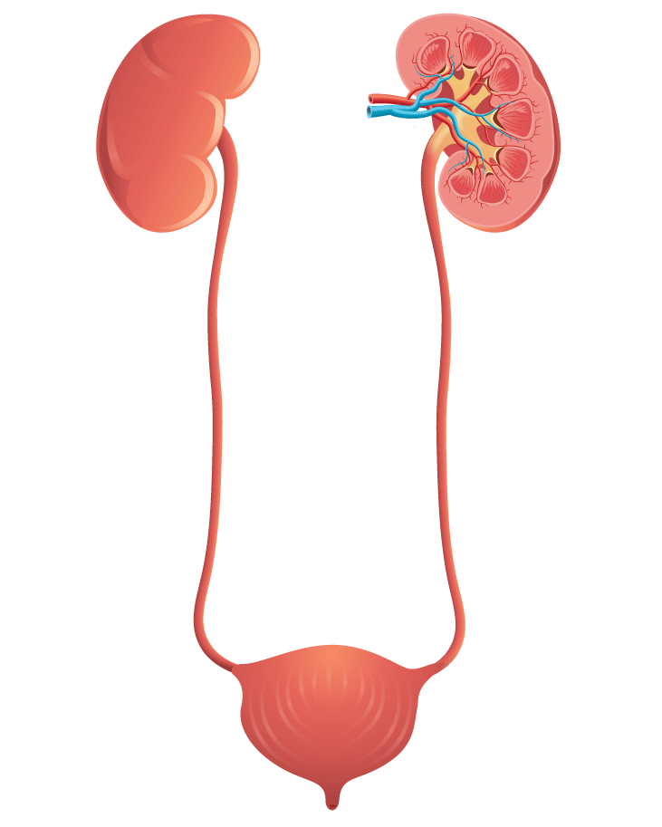 Vector illustration of the Kidney, ureter, bladder and renal veins and arteries (Adobe Illustrator CC 2017)