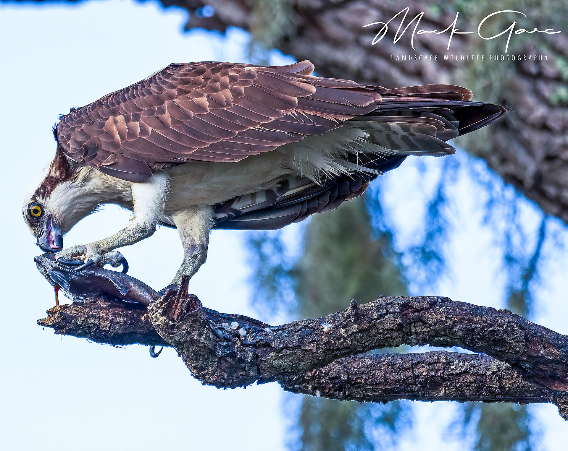 Osprey also called sea hawk, river hawk, and fish hawk, is a diurnal, fish-eating  bird of prey with a cosmopolitan range. Ospreys are unu