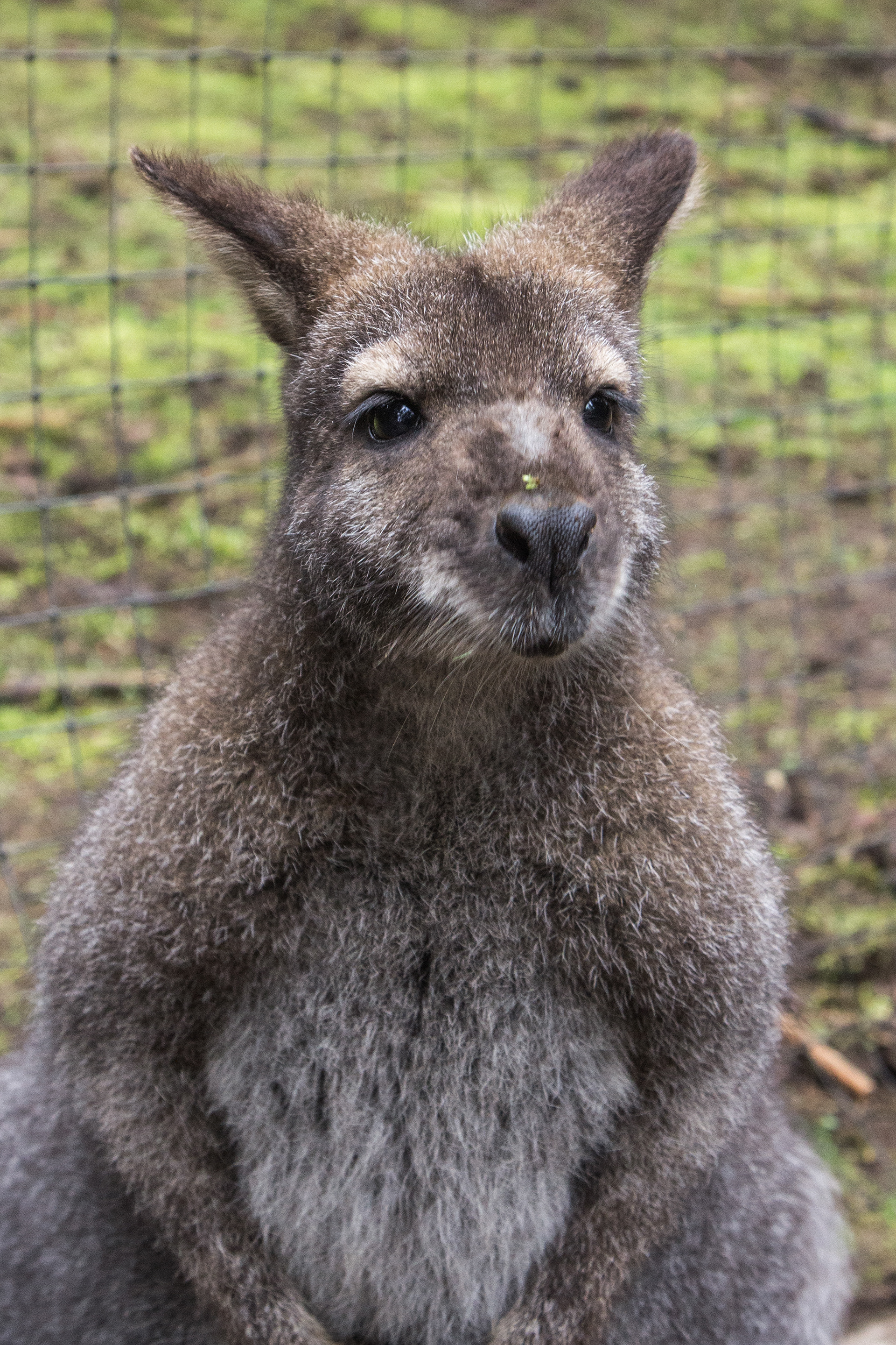 Victor Ma Photography - The Outback Kangaroo Farm