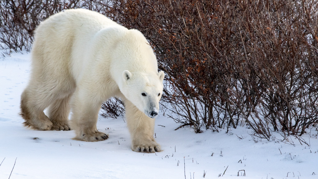 Philippe Jeanty - Canada, Polar bear walking by