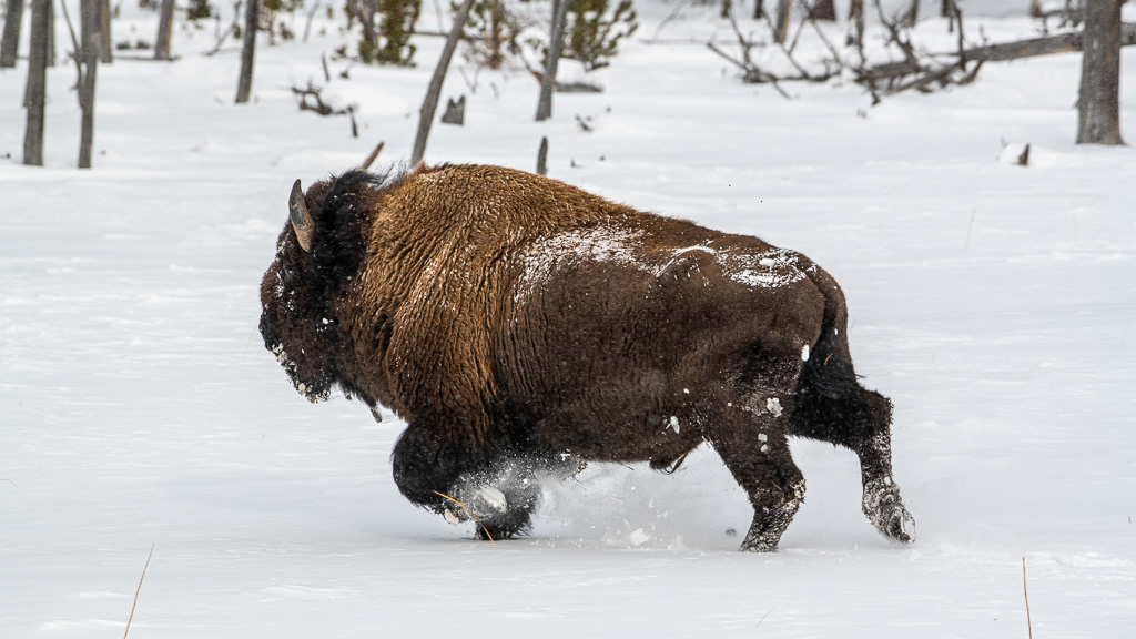 Philippe Jeanty - Yellowstone, Bisons running