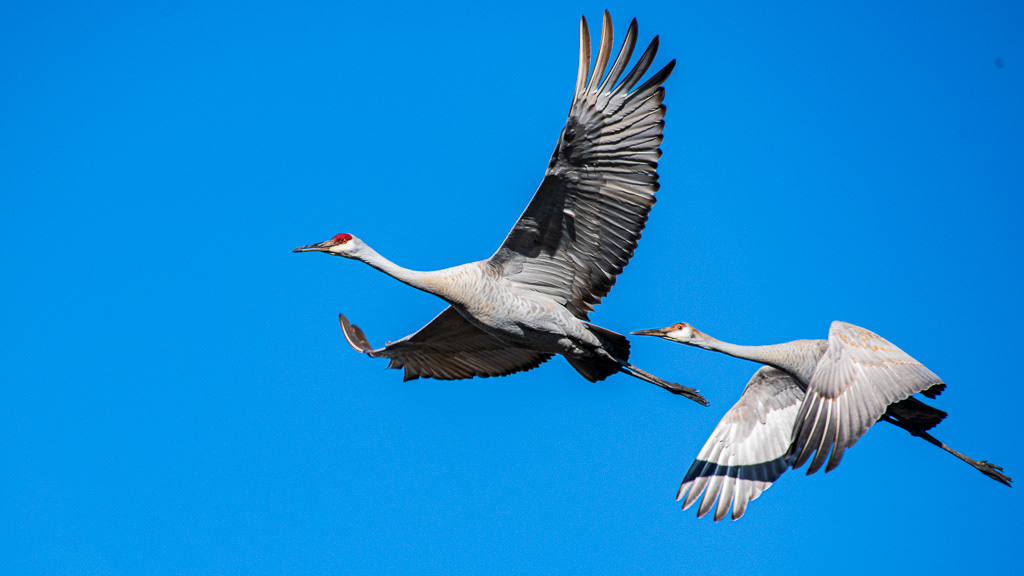 Philippe Jeanty - Tennessee, Sandhill Cranes