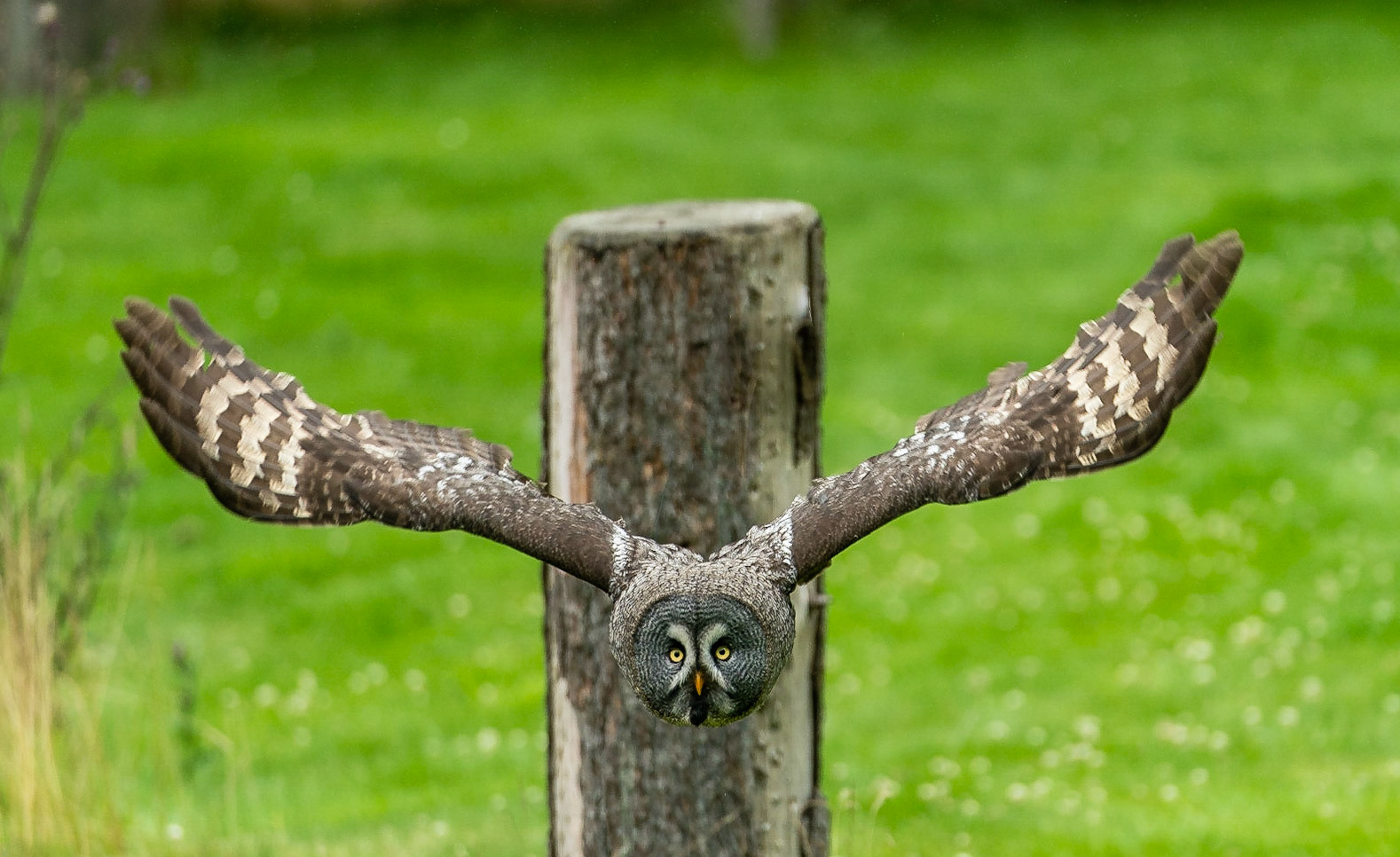 Mal etwas animalisches...