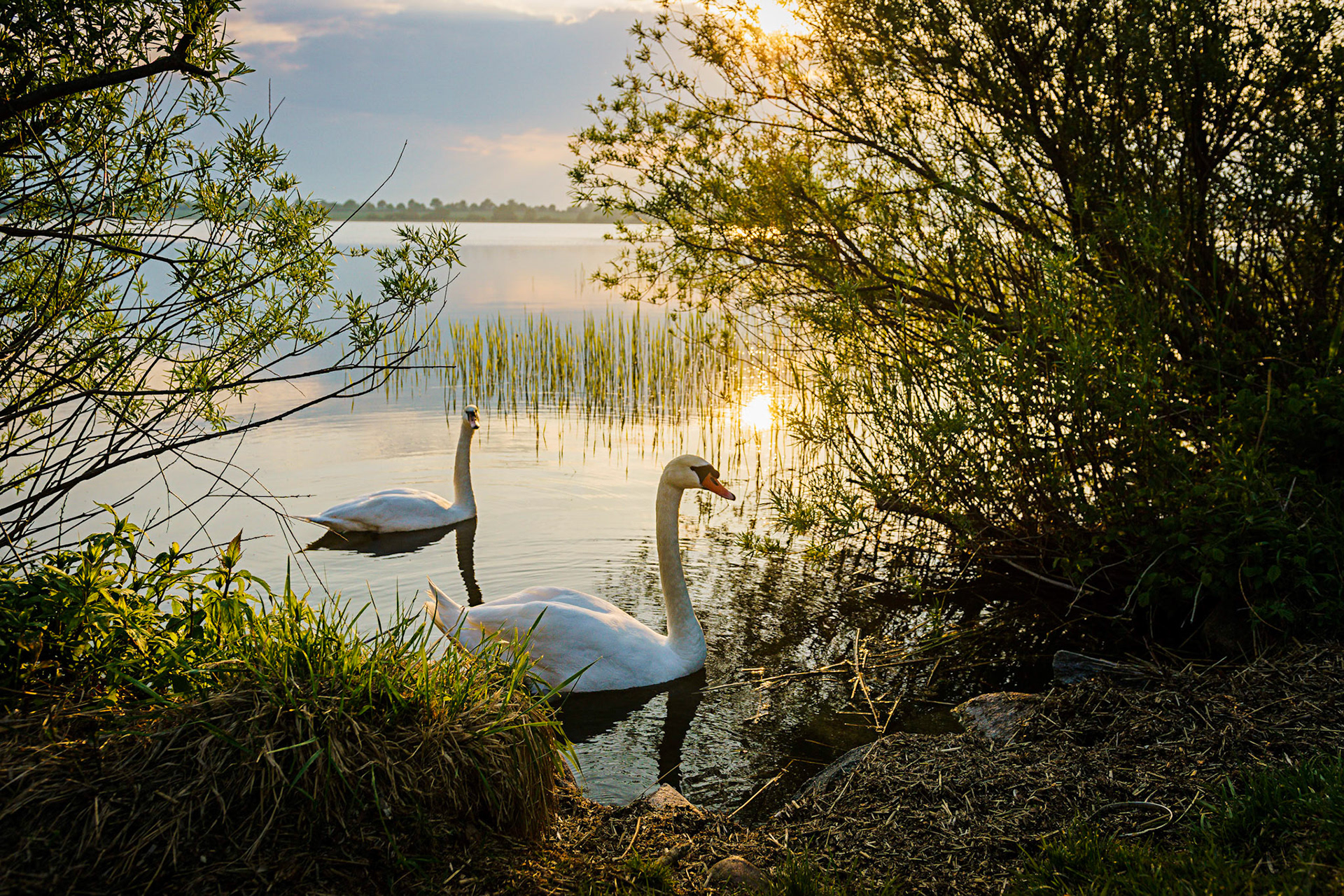 A pair of Swans