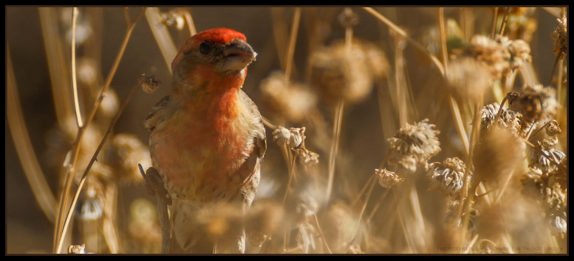 House Finch