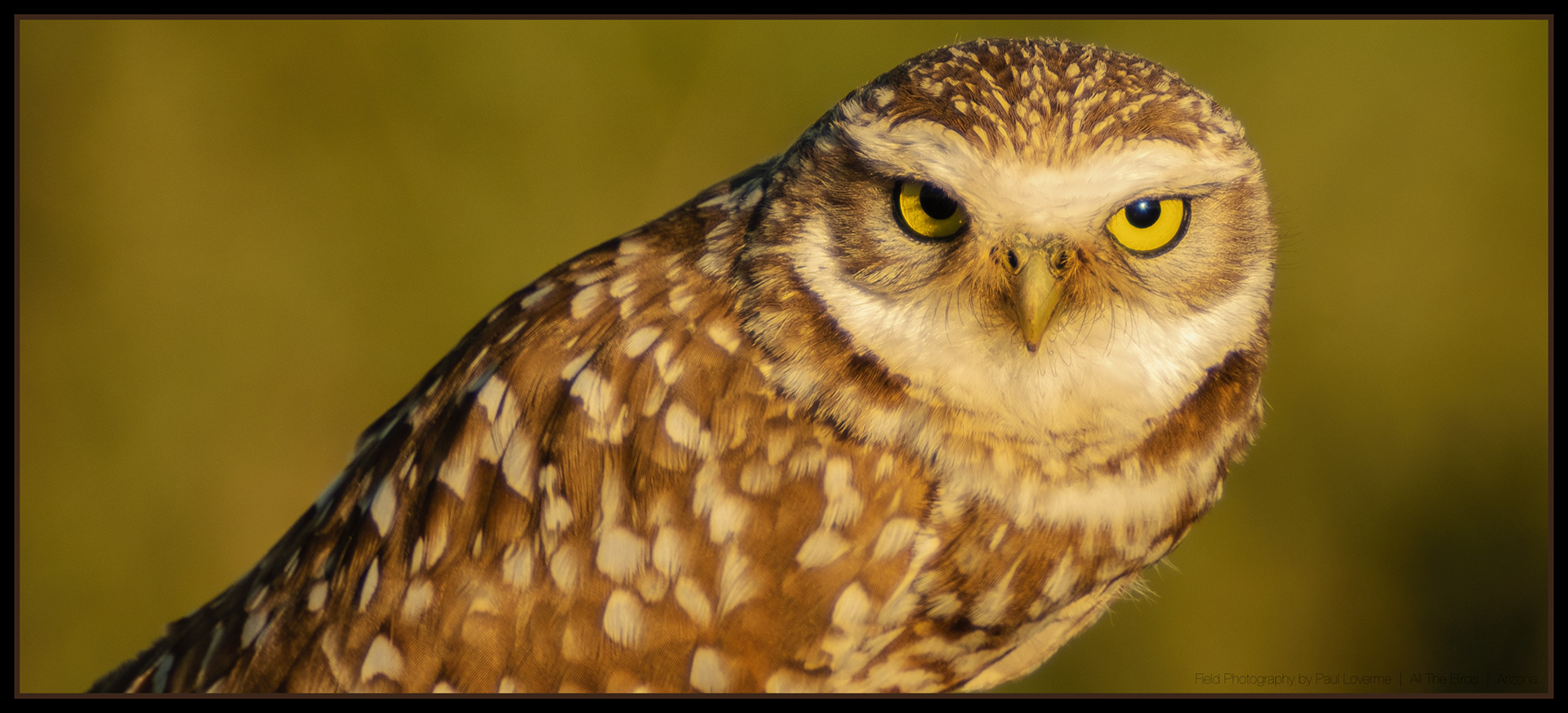 Burrowing Owl