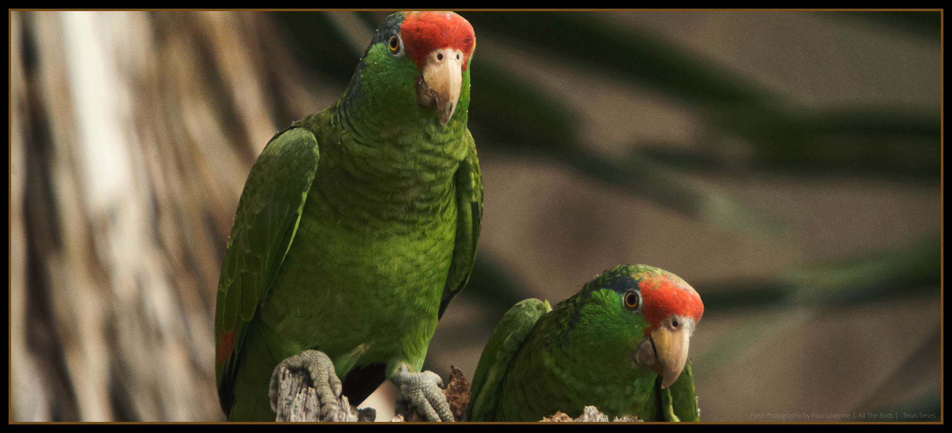 Red Lore Parrot