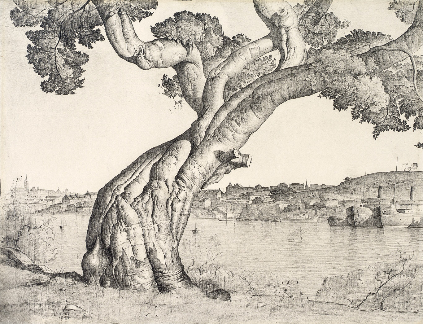 Lloyd Rees, Port Jackson fig tree, 1934, Pencil on paper, 19.5 x 26 cm