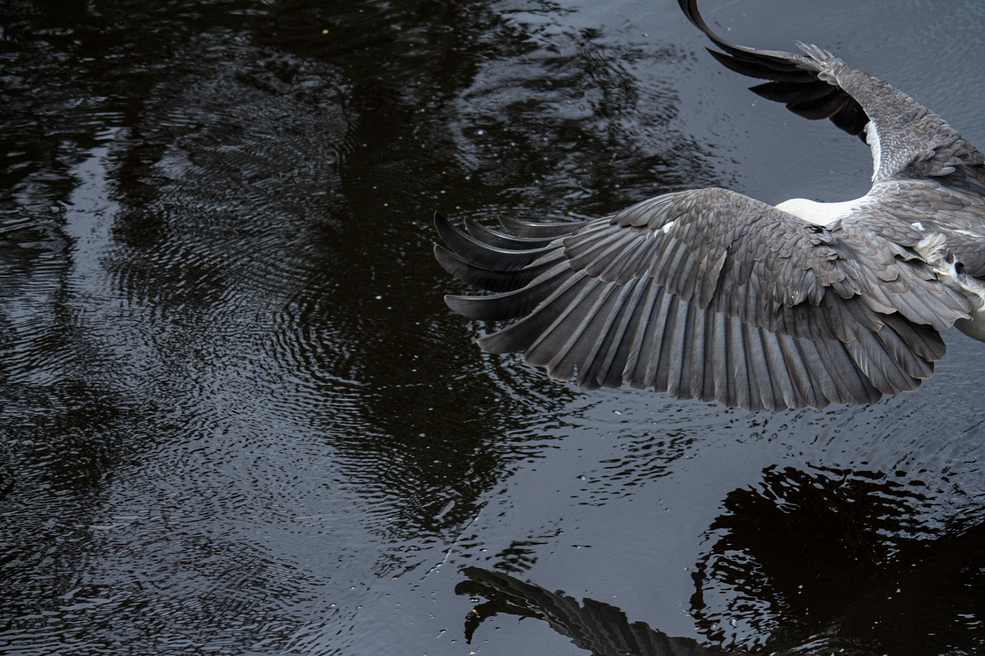 Sea Eagle on Arthur River, Tasmania