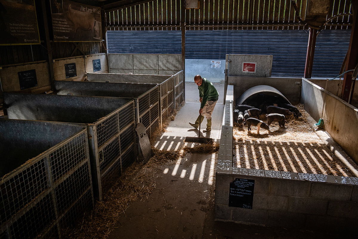 Mike Hodgson The Piggery