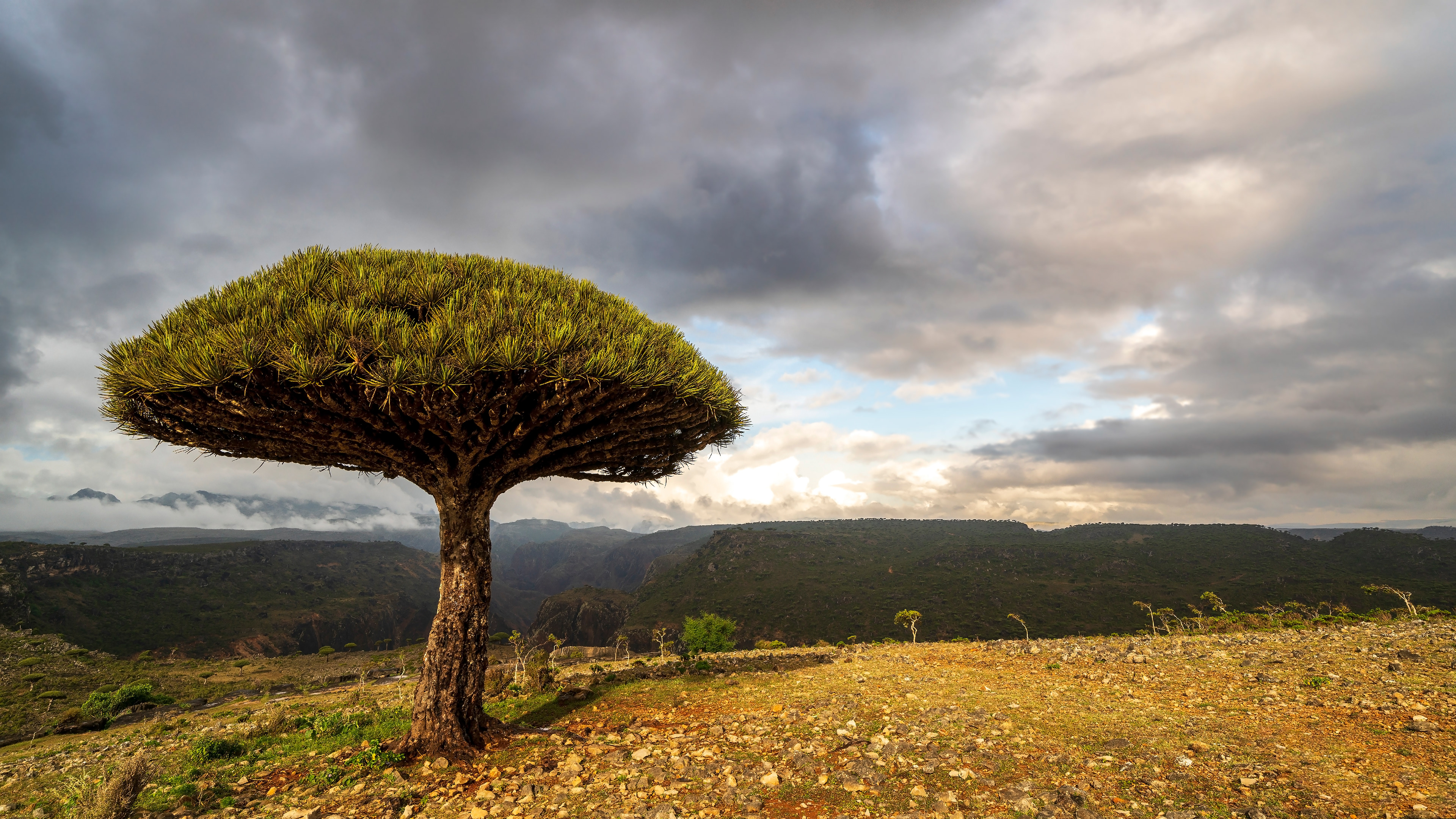 Janos Rautonen Socotra