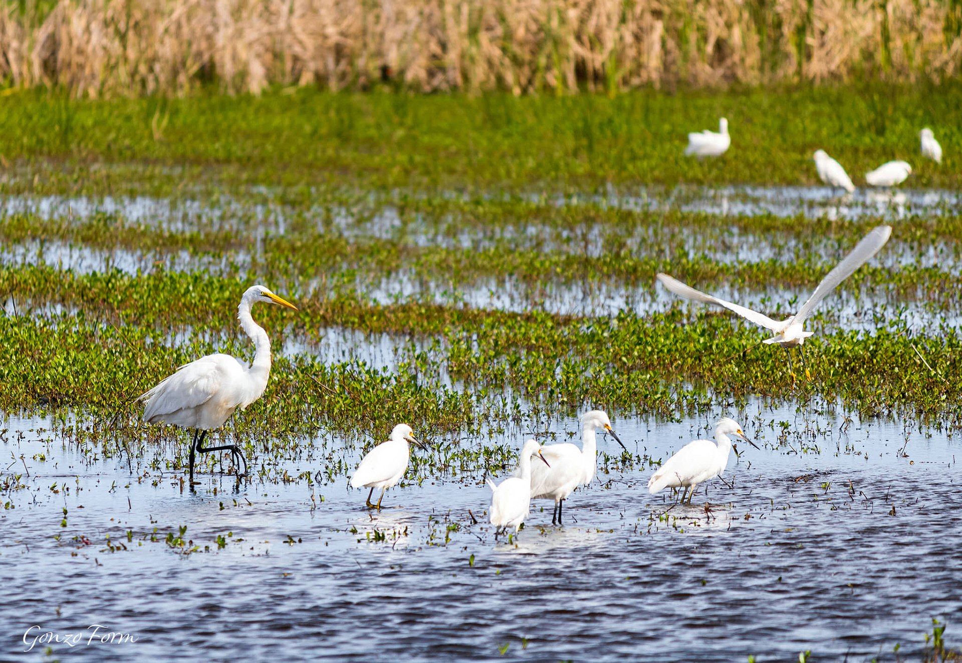 Gonzo Form Fauna Louisiana