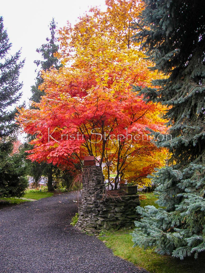 Fall Foliage, Japanese Maple - 2