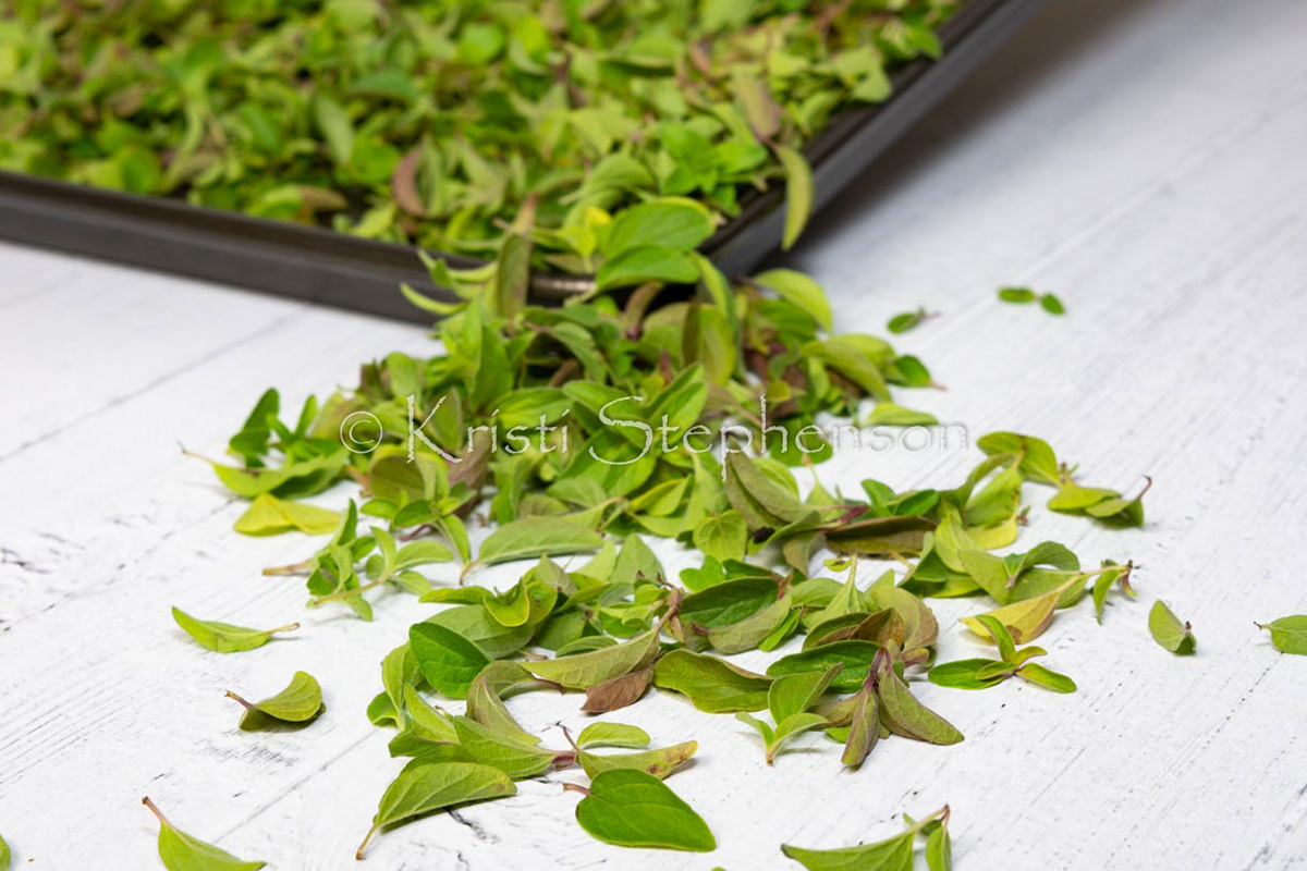 Oregano 3
