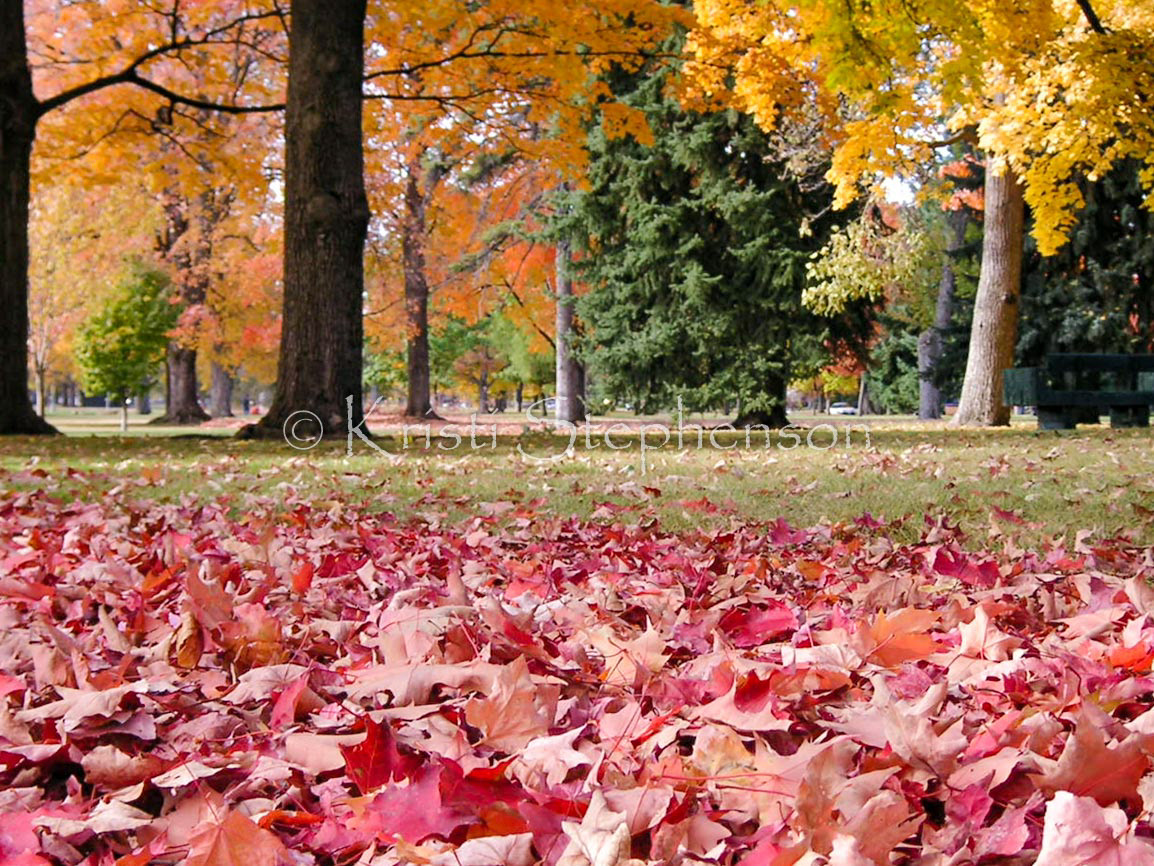 Maple Leaves - 1