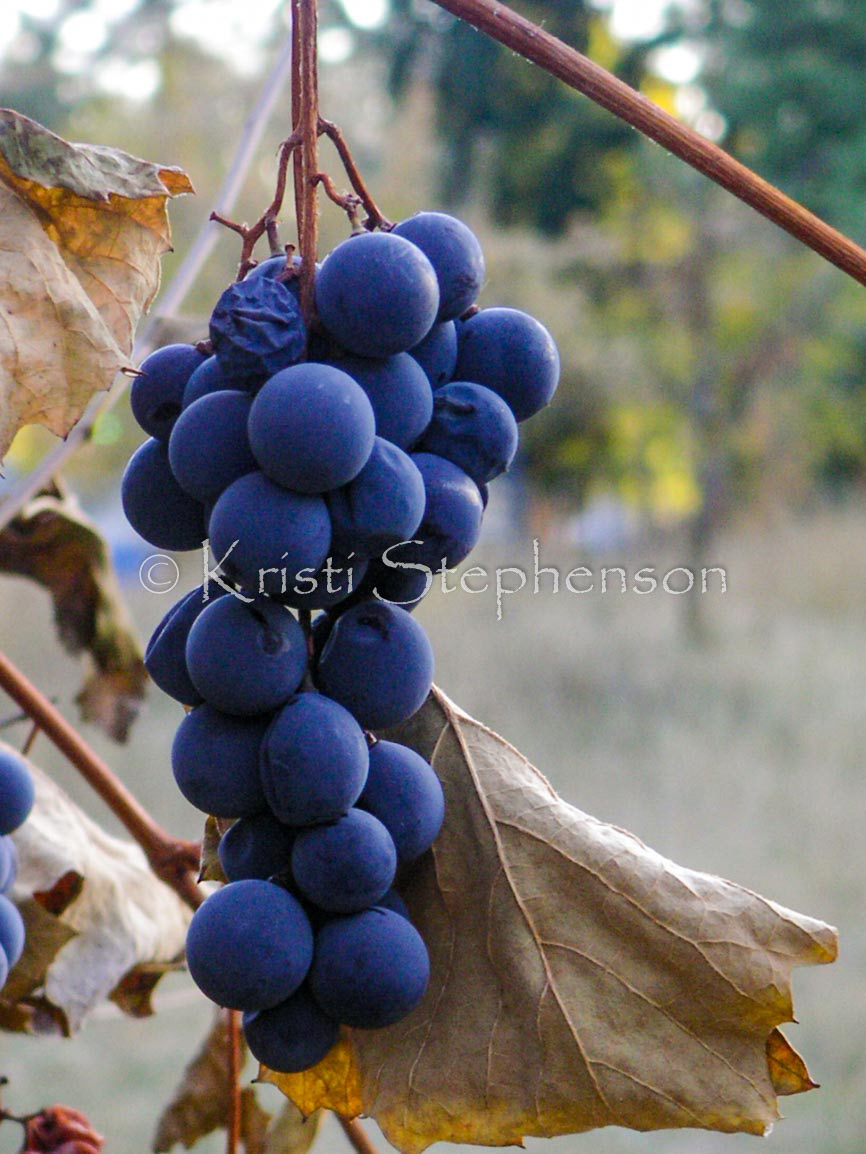 Grapes