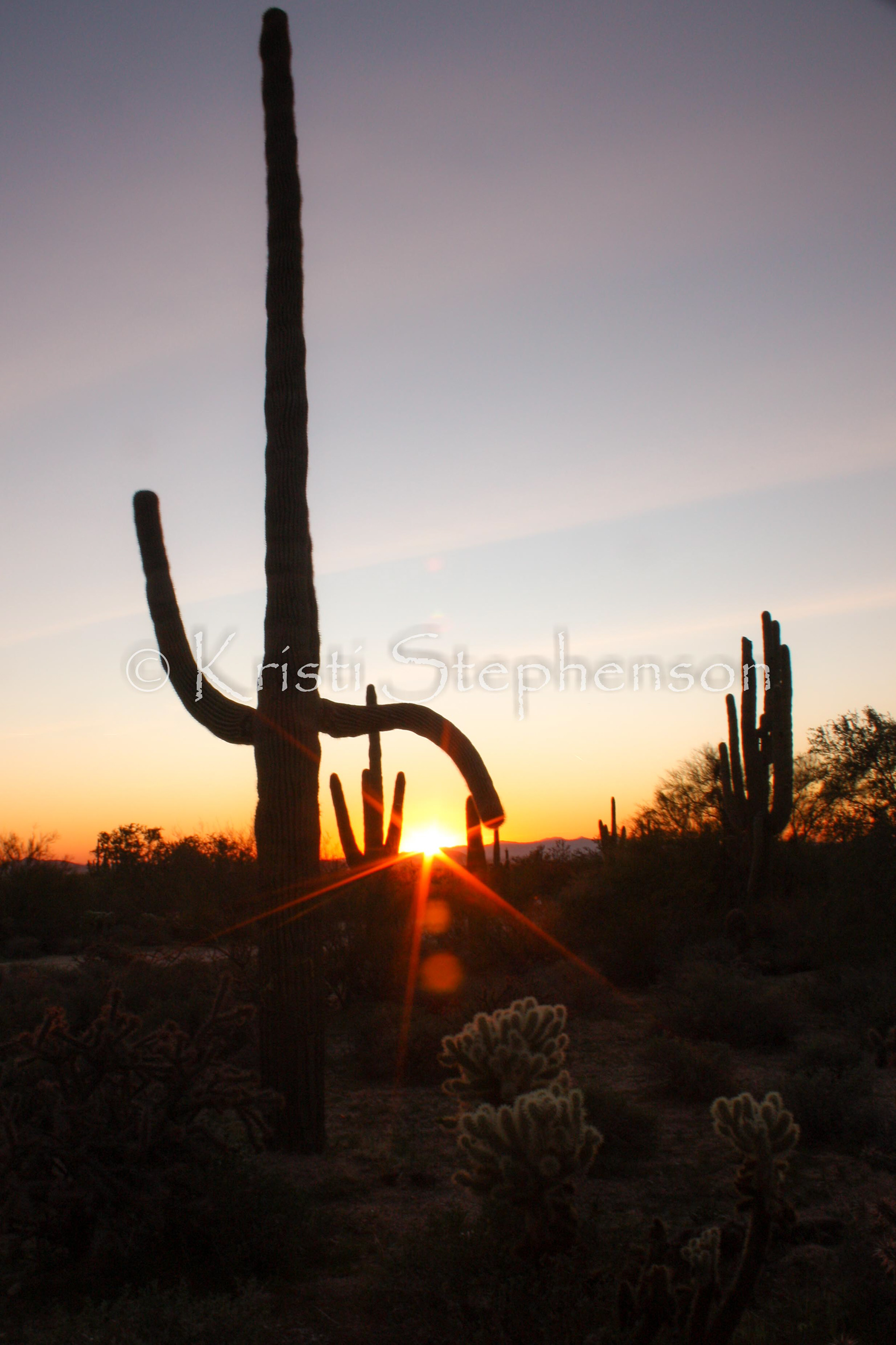 Saguaro at Sunset