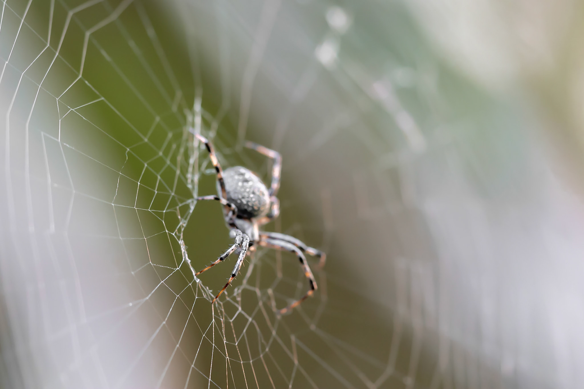 Gregg Shore - Urban Wildlife Photographer - Western Spotted Orb-weaver ...