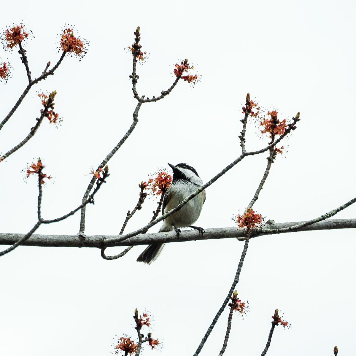 Spring is in the air