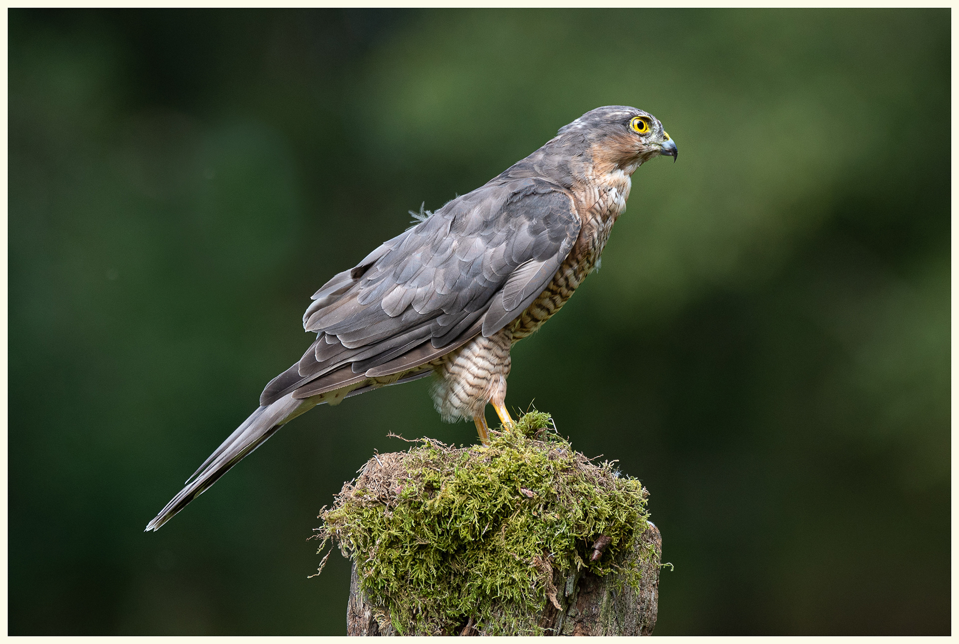 Sparrowhawk (Accipiter nisus)