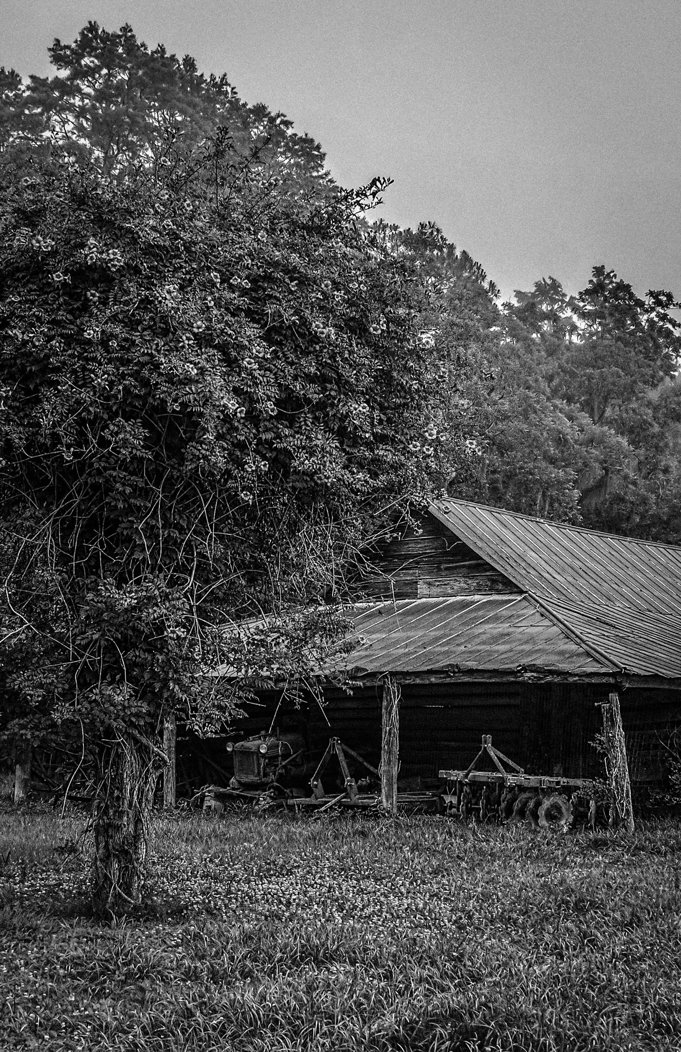 Growing up on a post, bushes out like a tree.
