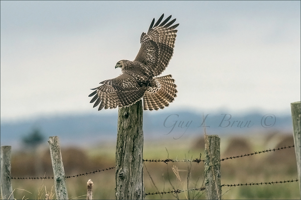 Red-tailed Hawk/ Buse à queue rousse. NB, Canada. (E181282). © Guy L Brun