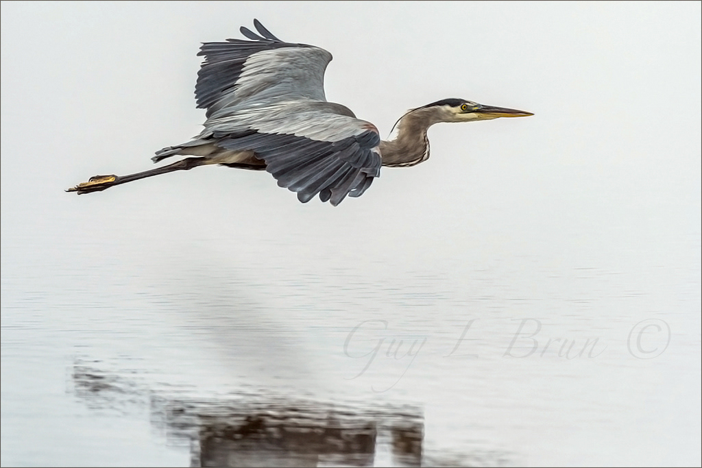 Great Blue Heron/ Grand héron. NB, Canada. (E178655). © Guy L Brun