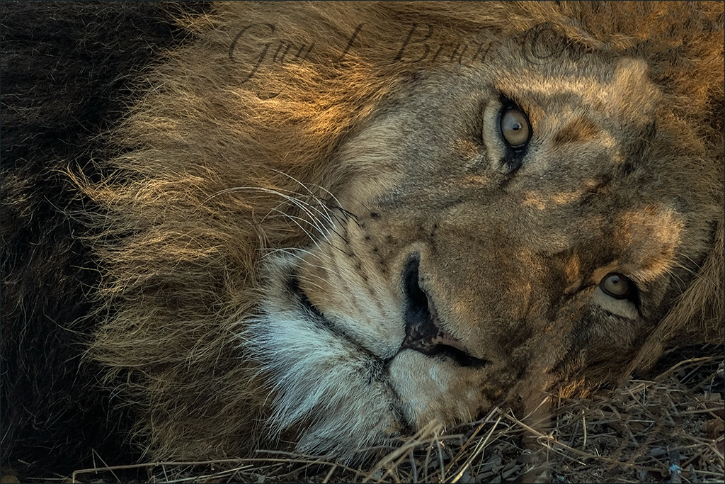 Lion. South Africa. (E205433). © Guy L Brun