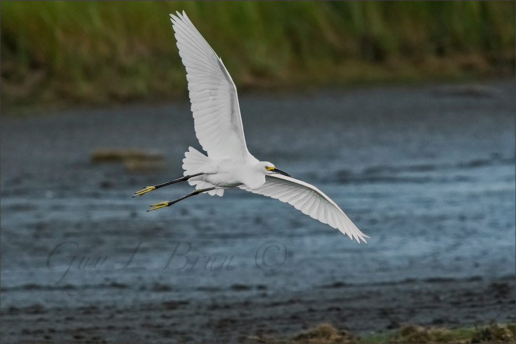 Snowy Egret/ Aigrette neigeuse (E177657). © Guy L Brun