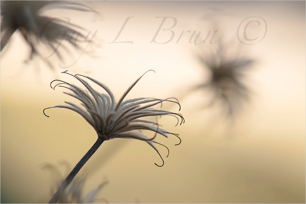 Frosty Climatis/ Climatite givrée. New Brunswick, Canada. (12D2444). © Guy L Brun
