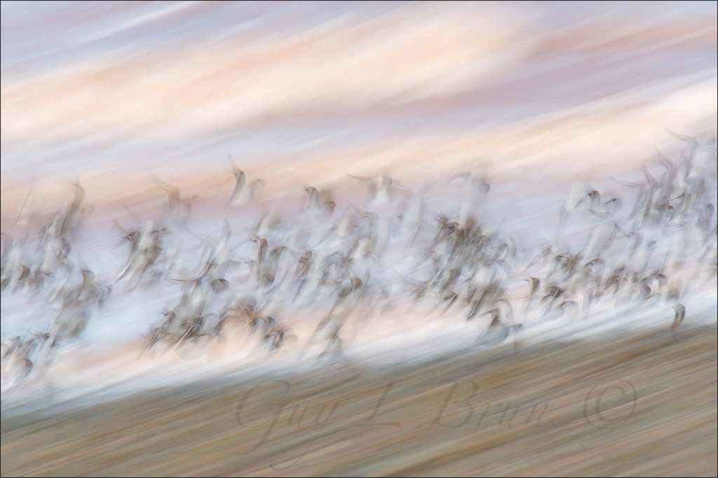 Semipalmated Sandpiper/ Bécasseau semipalmé. Bay of Fundy, NB, Canada. (E203565). © Guy L Brun
