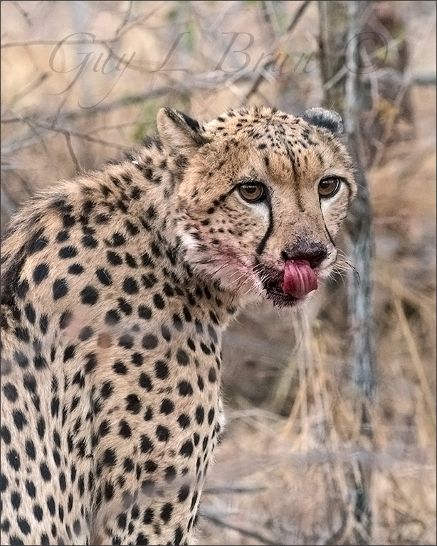 Cheetah/ Guépard. South Africa. (E205145). © Guy L Brun