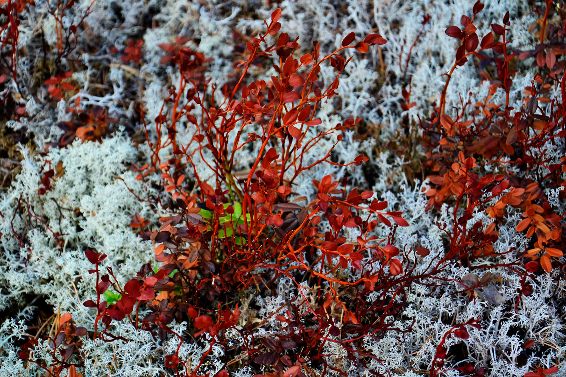 Norwegian flora, 2018