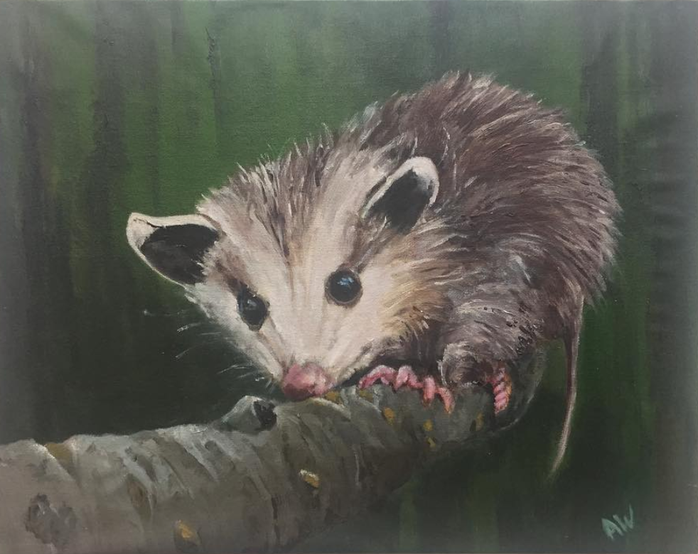 Possum, 2017, Oil on Canvas