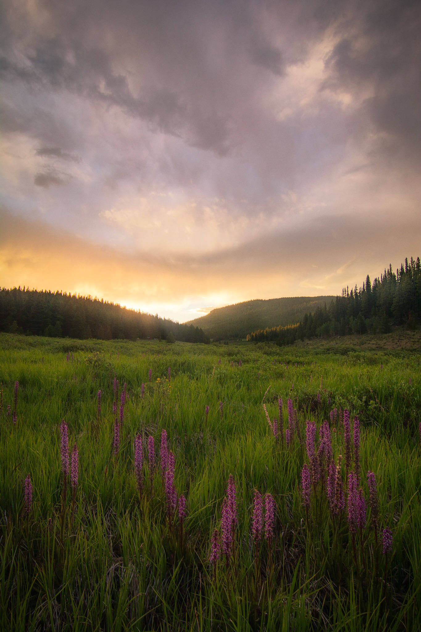 "Elephantilla" - Along the Colorado Trail - 2020