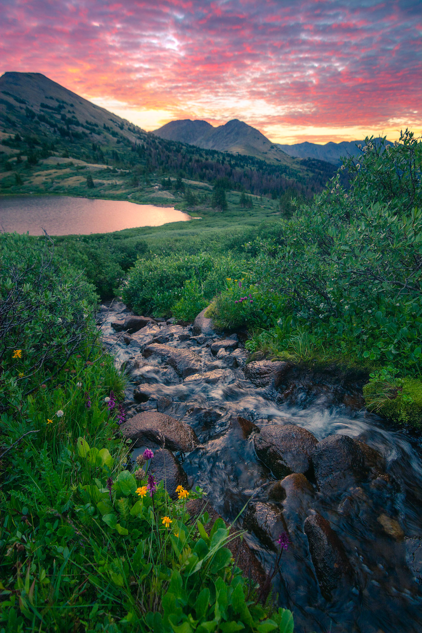 "Beginnings" - Along the Colorado Trail - 2020