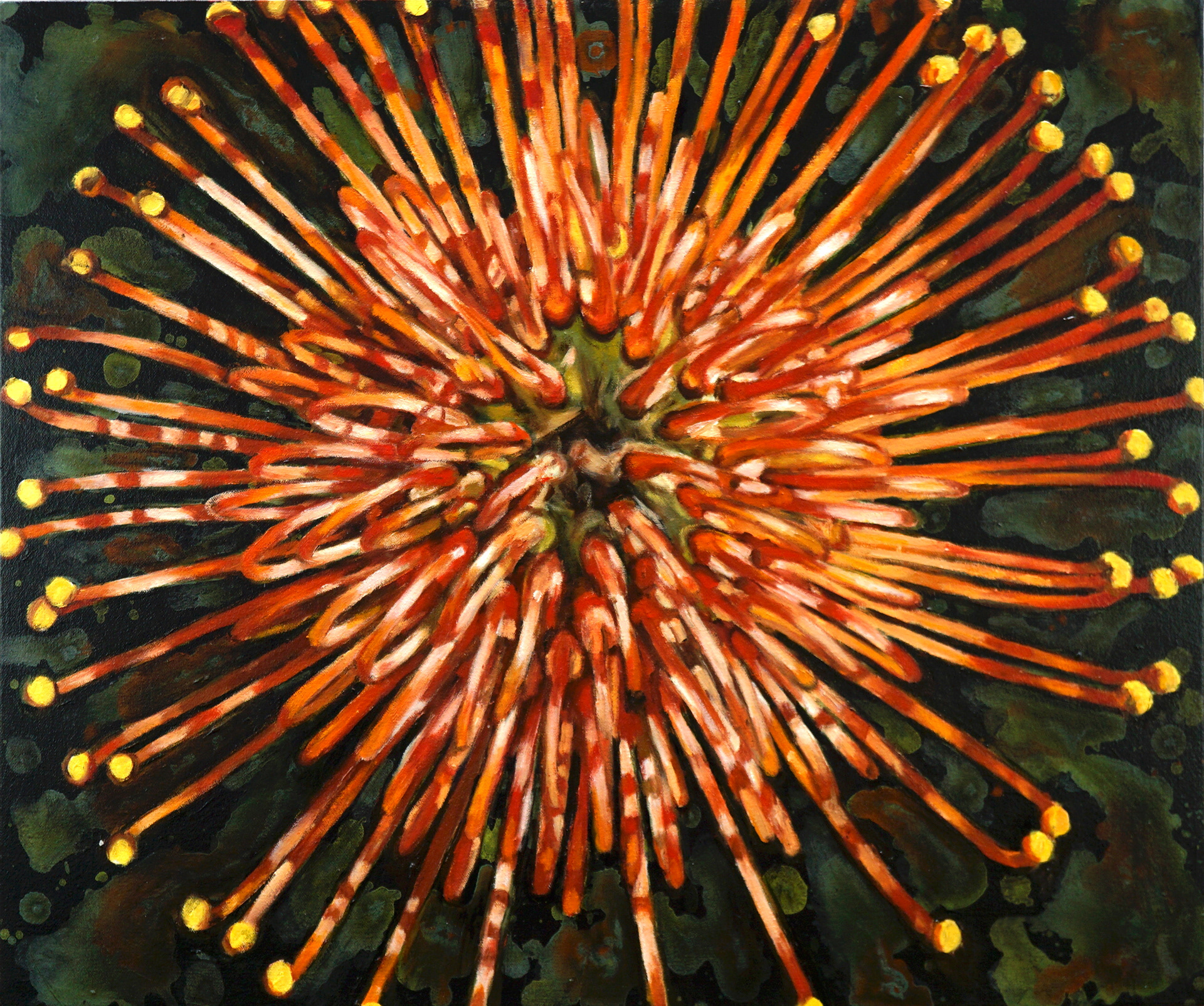 Pincushion Protea