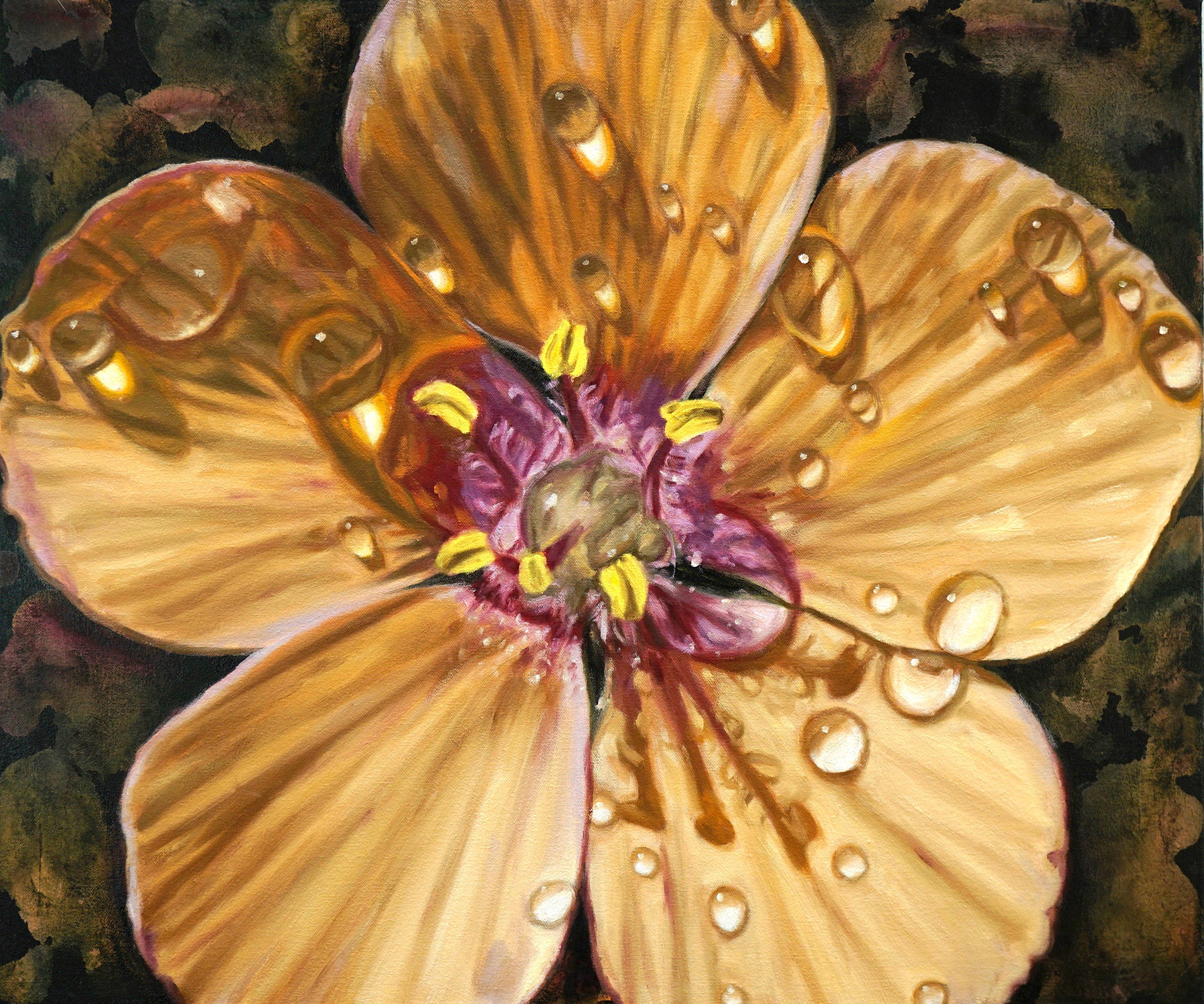 Scarlet Pimpernel