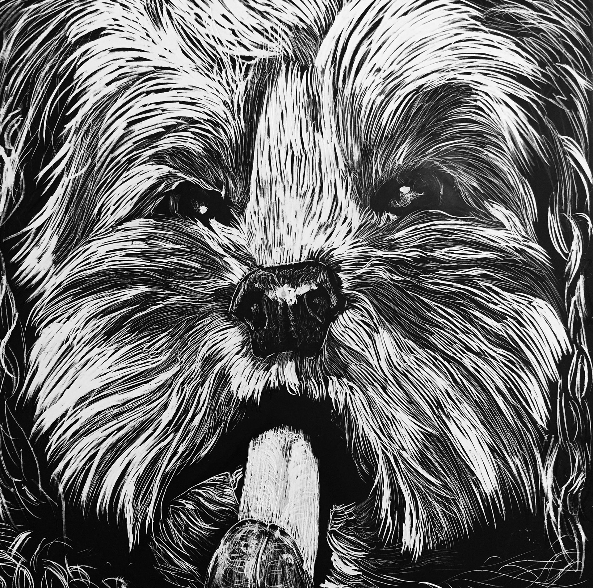 Cooper collection-This is part of a 12 piece series, 6 scratchboards and 6 pastels (found in pastel page) of my dog, Cooper. (all scratchboards made in 2016)