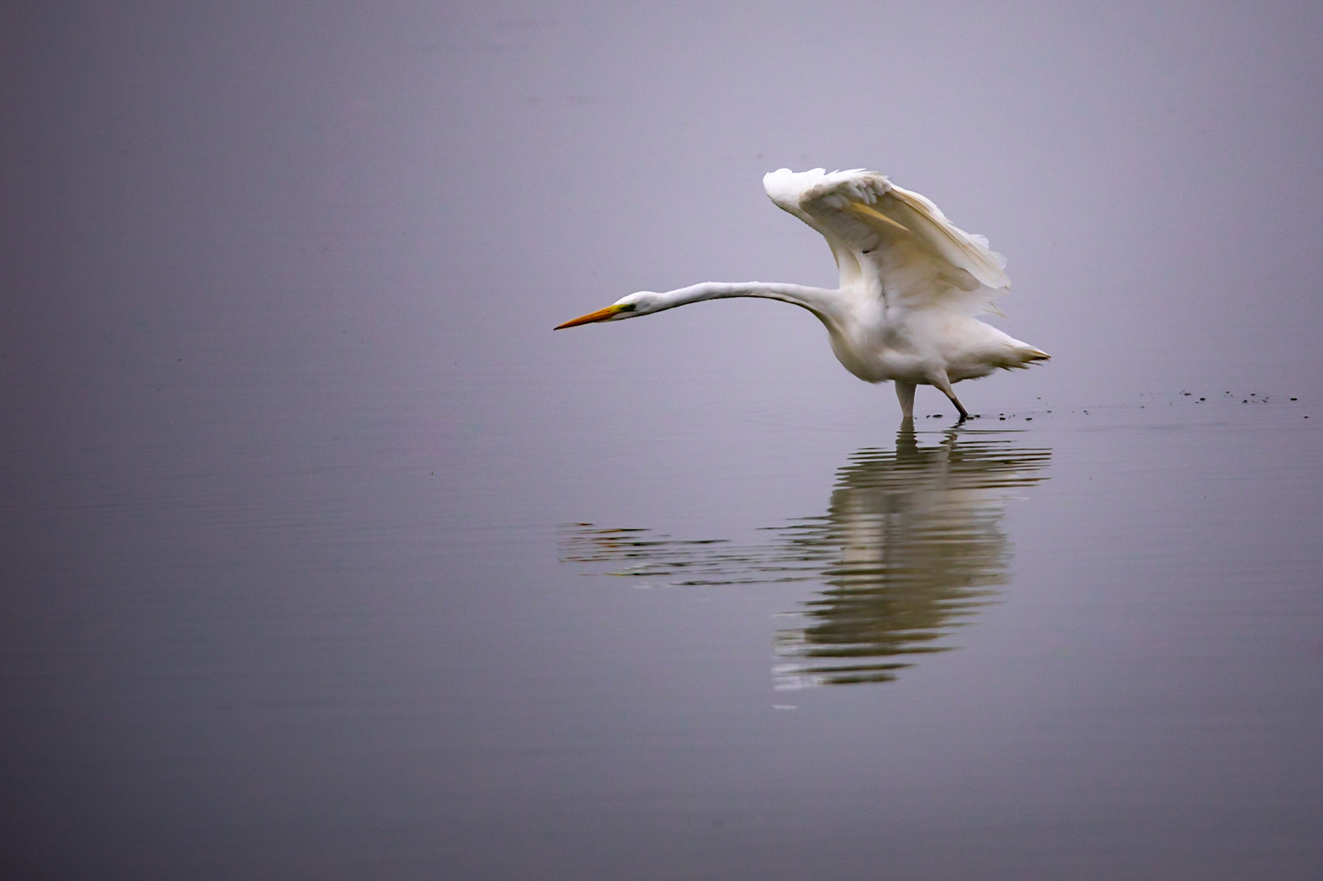 La Dombes et la brume
