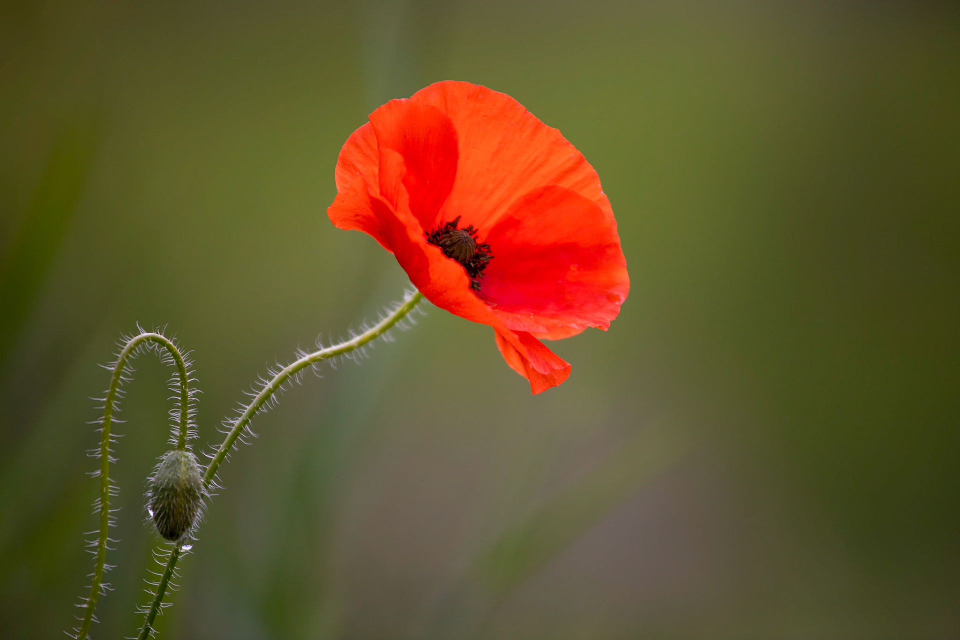 Coquelicot