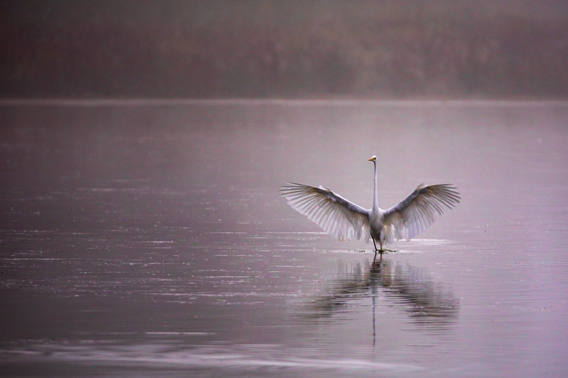 La Dombes et la brume