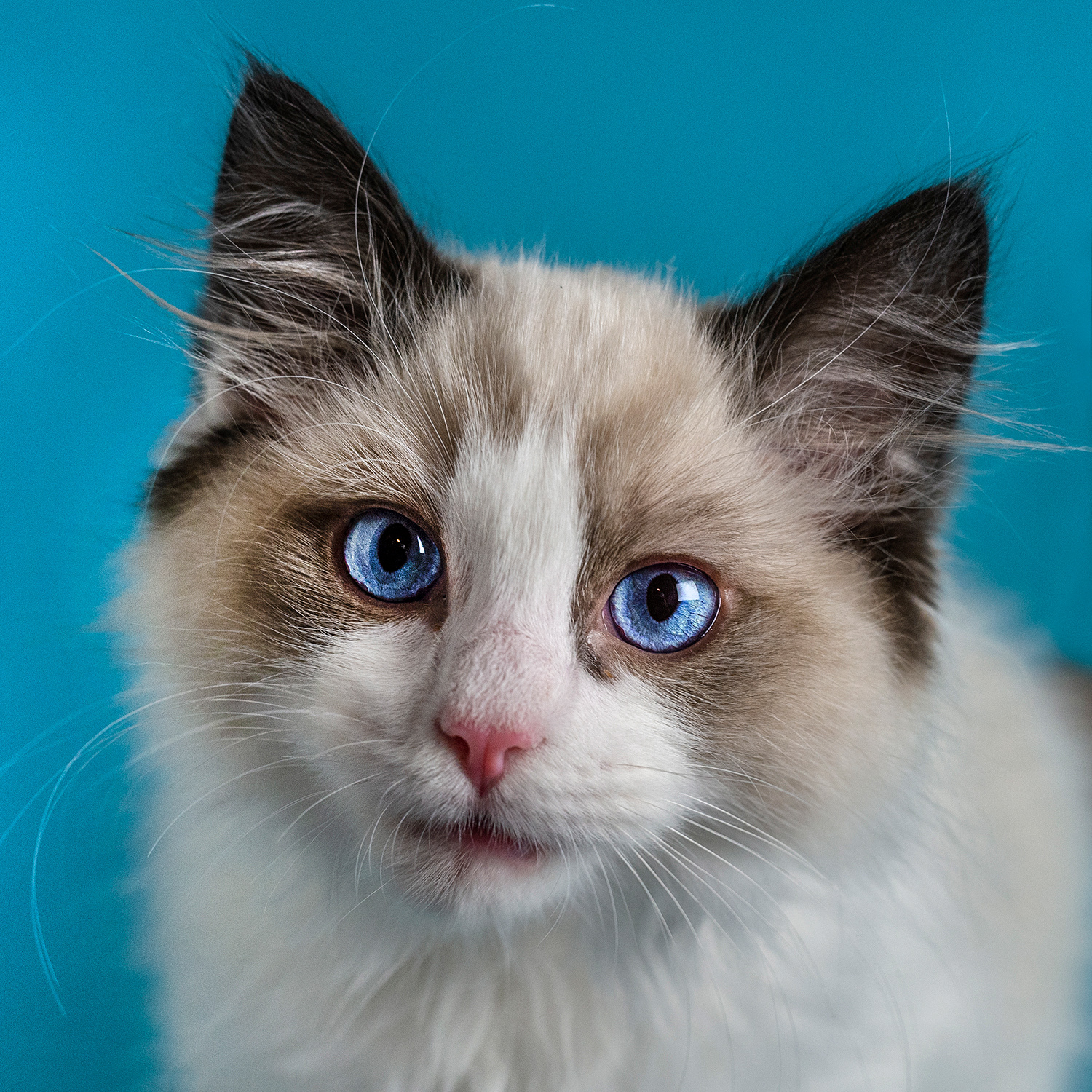 Ragdoll kitten blue eyes head shot portrait photo