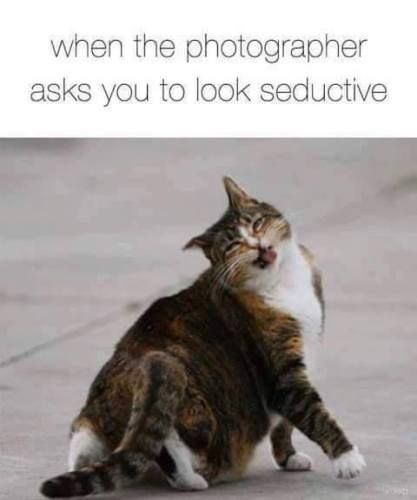 cat, kitty, feline, pose, posing, photograph, photographer, photgraphy, pet, tongue, fur, furry, fur baby, seductive, sexy, Oregon Coast