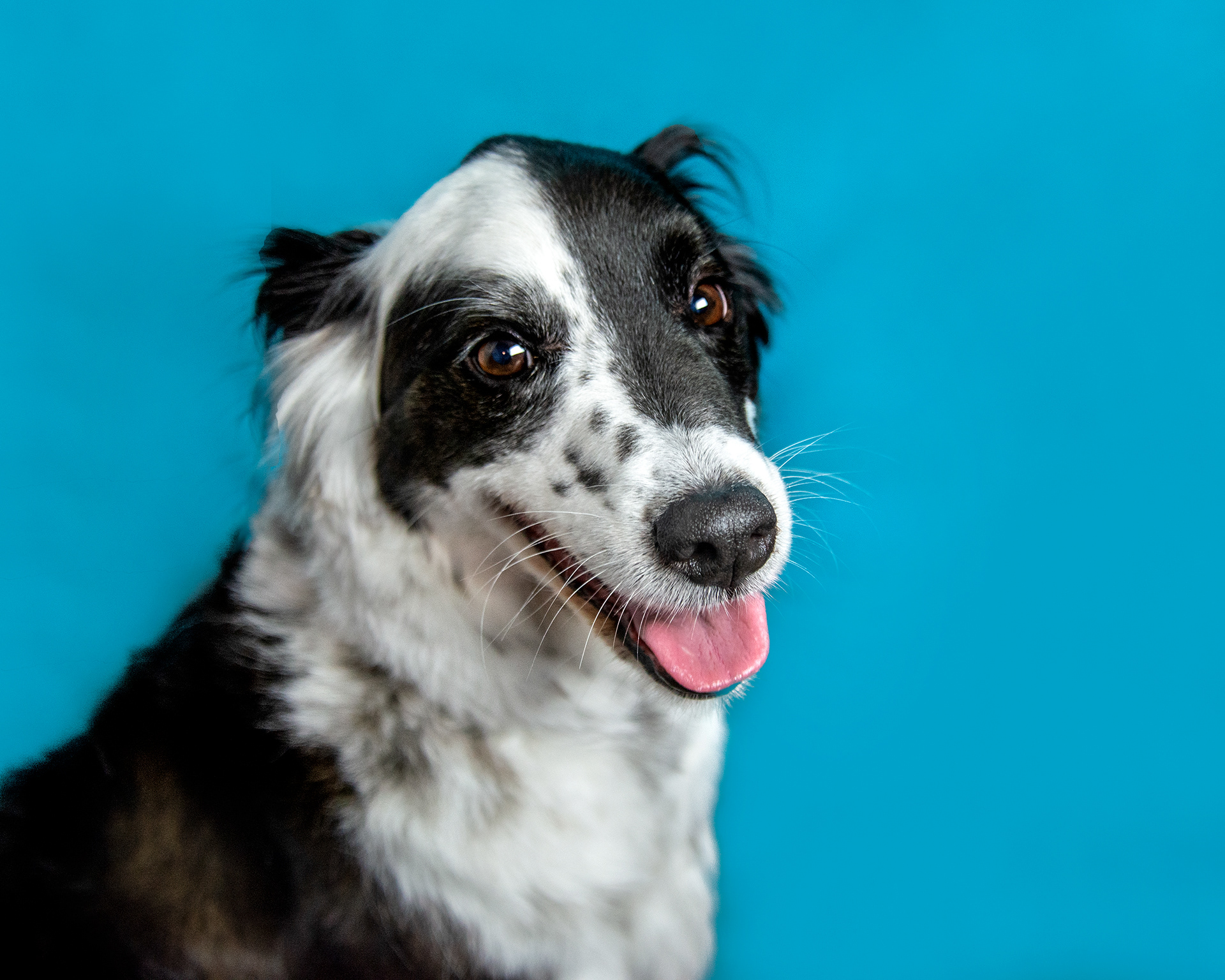 Border Collie dog smiles
